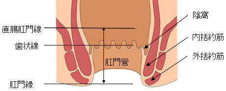 肛門の構造